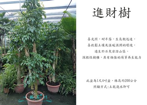 進財樹掉葉|進財樹